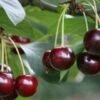 Nabella Cherry Trees 1 Nabella Cherry Trees -Fruit Trees Sales 2024 Cherry20Nabella20lge