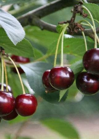 Nabella Cherry Trees 3 Nabella Cherry Trees