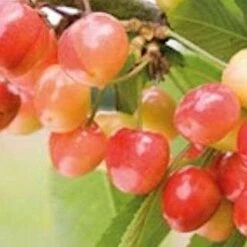 Napoleon Bigarreau Cherry Trees