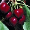 Noir De Guben Cherry Trees -Fruit Trees Sales 2024 Cherry20Noir20de20Guben20lge