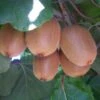 Hayward Kiwi Plants -Fruit Trees Sales 2024 Chinese20Gooseberry20Hayward