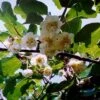 Matua Kiwi Plants 1 Matua Kiwi Plants -Fruit Trees Sales 2024 Chinese20Gooseberry20Matua