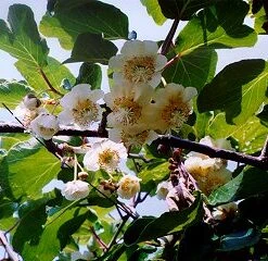 Matua Kiwi Plants
