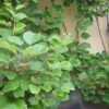 Tomuri Kiwi Plants -Fruit Trees Sales 2024 Chinese20Gooseberry20Tomuri