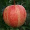 (B) Cornish Gilliflower Apple Trees -Fruit Trees Sales 2024 Cornish20Gilliflower20Apple20Trees