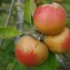 (B) Cox's Orange Pippin Apple Trees -Fruit Trees Sales 2024 Cox20IOrange20Pippin20trees