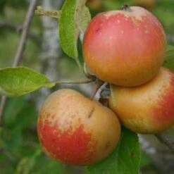 (B) Cox's Orange Pippin Apple Trees
