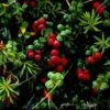 Cranberry C.n Cranberry Plants -Fruit Trees Sales 2024 Cranberry20C.N
