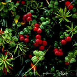 Cranberry C.n Cranberry Plants