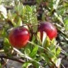 Franklin Cranberry Plants -Fruit Trees Sales 2024 Cranberry20Franklin
