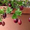 Vaccinium Oxycoccos Cranberry Plants -Fruit Trees Sales 2024 Cranberry20oxycoccos