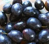 Bradley's King Damson Trees 1 Bradley's King Damson Trees -Fruit Trees Sales 2024 Damson Bradleys King