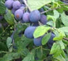 Shropshire Damson Damson Trees -Fruit Trees Sales 2024 Damson Shropshire