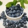 Darrow Blueberry Bushes -Fruit Trees Sales 2024 Darrow20Blueberry20Bushes20online