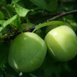 Denniston's Superb Gage Tree