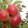 (A) D'estivale Ambassy Apple Trees -Fruit Trees Sales 2024 Destivale20ambassy20apple20trees