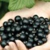 Ebony Blackcurrant Bushes -Fruit Trees Sales 2024 Ebony20Blackcurrant20Bushes