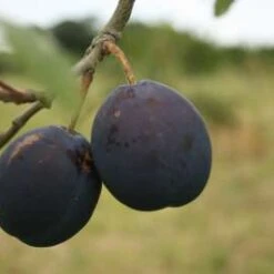 Edna * New * Plum Trees