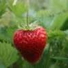 Elsanta Strawberry Plants -Fruit Trees Sales 2024 Elsanta