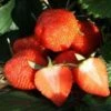 Fern Strawberry Plants -Fruit Trees Sales 2024 Fern20strawberry20plants20for20sale