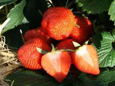 Fern Strawberry Plants 3 Fern Strawberry Plants