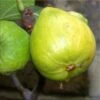 White Marseilles Fig Trees -Fruit Trees Sales 2024 Fig20White20Marseilles