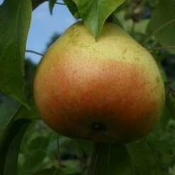 (B) Fondant Dautomne Pear Trees
