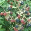 Oregon Thornless Blackberry Bushes -Fruit Trees Sales 2024 Fr20Blackberry20Oregon20Thornless