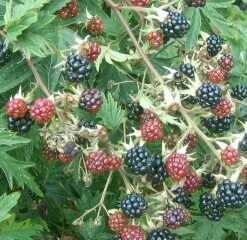 Oregon Thornless Blackberry Bushes