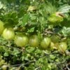 Hino Green Gooseberry Bushes -Fruit Trees Sales 2024 Fr20Gooseberry20Hinomaki20Green