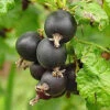 Jostaberry Hybrid Berry Plants 1 Jostaberry Hybrid Berry Plants -Fruit Trees Sales 2024 Fr20Jostaberry