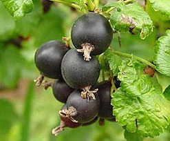 Jostaberry Hybrid Berry Plants