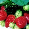 Eros *new* Strawberry Plants -Fruit Trees Sales 2024 Fr20Strawberry20Eros