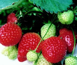 Eros *new* Strawberry Plants