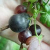 Worcester Hybrid Berry Plants -Fruit Trees Sales 2024 Fr20Worcesterberry