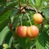 Gaucher Bigarreau Cherry Trees -Fruit Trees Sales 2024 Gaucher20Bigarreau