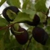 Giant Prune (Burbanks) Plum Trees -Fruit Trees Sales 2024 Giant20Prune20plum20trees