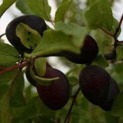 Giant Prune (Burbanks) Plum Trees