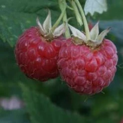 Glen Clova Raspberry Bushes