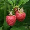 Glen Moy Raspberry Bushes -Fruit Trees Sales 2024 Glen20Moy