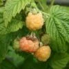 Golden Everest Raspberry Bushes -Fruit Trees Sales 2024 Golden20Everest