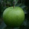 (A) Granny Smith Apple Trees 2 (A) Granny Smith Apple Trees -Fruit Trees Sales 2024 Granny20Smith