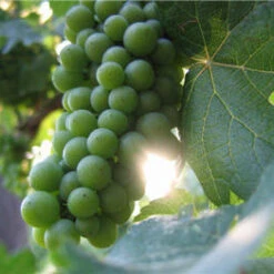 Bacchus Grape Vines