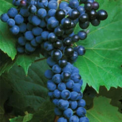 *black Hamburgh Grape Vines
