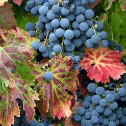 Dorndfelder Grape Vines