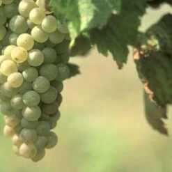 Early Van Der Laan Grape Vines