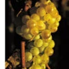 Golden Champion Grape Vines 1 Golden Champion Grape Vines -Fruit Trees Sales 2024 Grape20Golden20Champion