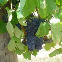 Gros Maroc Grape Vines