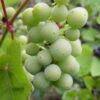 Madeleine Angevine Grape Vines -Fruit Trees Sales 2024 Grape20Madelaine20Angevine