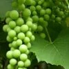 *muller Thurgau Grape Vines -Fruit Trees Sales 2024 Grape20Muller20Thurgau